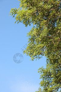 天空树天气季节叶子生活美丽树干树叶乡村蓝色多云图片