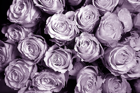 总括淋浴感激新娘铭文玫瑰浪漫花朵粉色紫色花束图片
