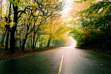 美丽的道路季节树木场景树叶农村橙子森林木头远景叶子图片