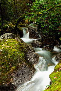 美丽的河流森林风景叶子石头岩石植物群公园季节环境旅行图片