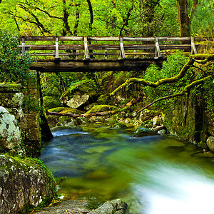 美丽的河流石头植物群环境场景树木旅行岩石叶子树干国家图片