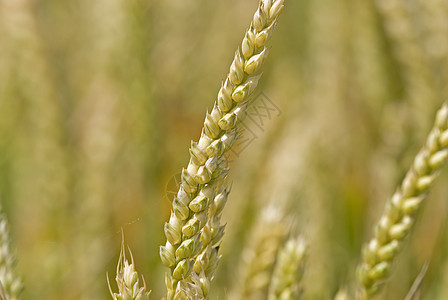 小麦地饥荒国家场地季节生态谷物农田粮食麦田收成图片