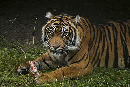 狮子狮眼睛动物园白色午餐橙子晚餐黑色毛皮棕色条纹背景图片