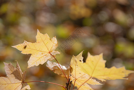秋叶 非常浅的焦点金子活力背景植物棕色边界拼贴画艺术橙子公园图片