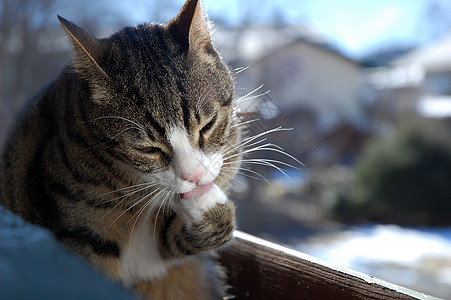 猫类清洁动物猫咪毛皮宠物阳台条纹舌头小猫卫生猫科图片