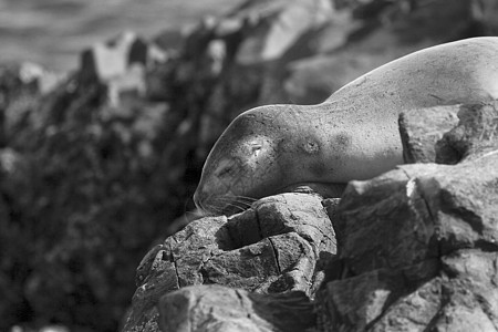 南美毛海豹毛皮渠道野生动物猎犬哺乳动物动物狮子海豹图片