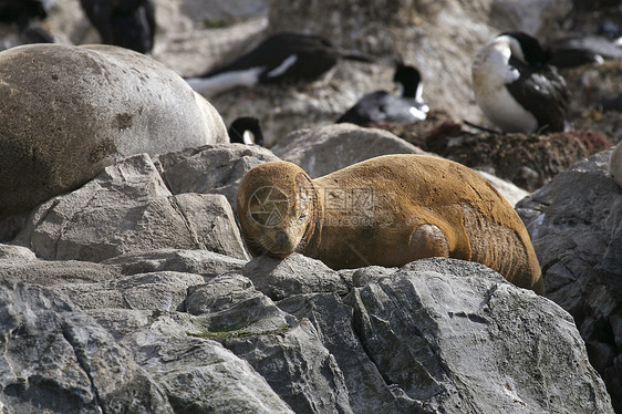 南美毛海豹动物渠道野生动物猎犬狮子毛皮海豹哺乳动物图片