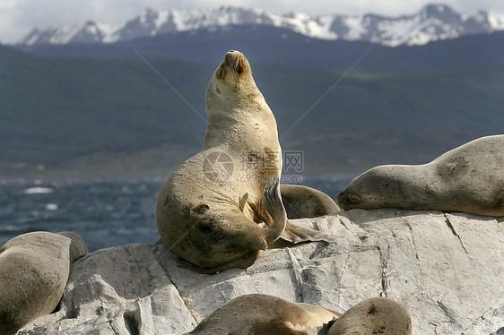 南美毛海豹动物海豹狮子哺乳动物渠道毛皮野生动物猎犬图片