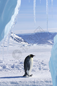 皇帝企鹅前天冻结极地野生动物动物图片