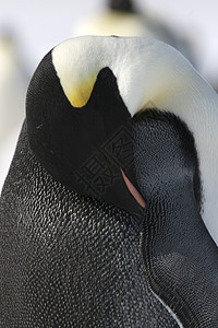 皇帝企鹅前天野生动物冻结动物图片