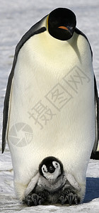 皇帝企鹅前天龙野生动物冻结动物图片