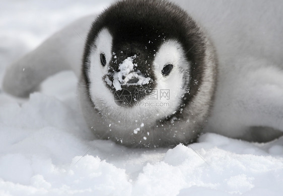 皇帝企鹅前天冻结野生动物动物图片