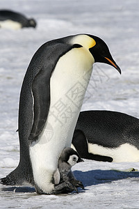 皇帝企鹅前天龙动物野生动物冻结图片
