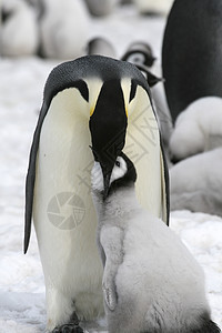 皇帝企鹅前天龙动物冻结野生动物图片