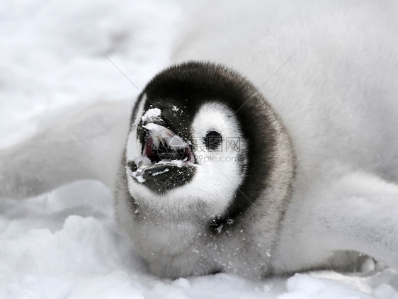 皇帝企鹅前天野生动物动物冻结图片