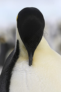 皇帝企鹅前天野生动物冻结动物图片