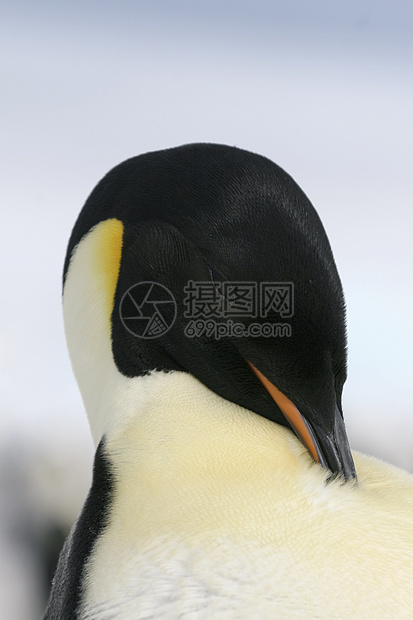 皇帝企鹅前天冻结动物野生动物图片