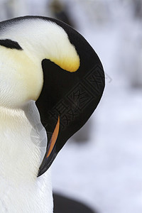 皇帝企鹅前天冻结动物野生动物图片