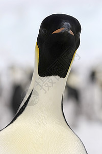 皇帝企鹅前天动物冻结野生动物图片