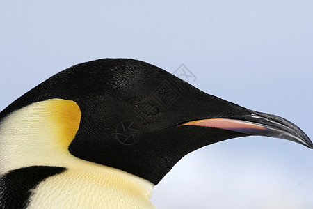 皇帝企鹅前天动物冻结野生动物图片
