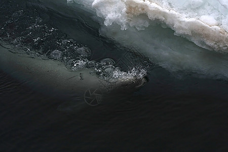 韦德尔海豹莱通尼肖多克甲虫野生动物海豹哺乳动物冻结游泳动物图片