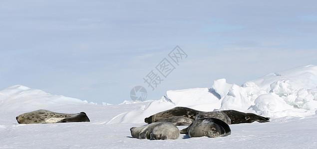 Weddell 海豹游泳冻结哺乳动物野生动物甲虫图片