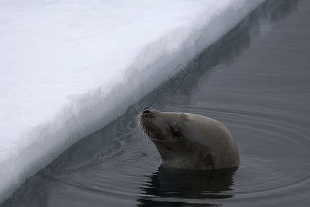韦德尔海豹莱通尼肖多克海豹冻结野生动物游泳甲虫哺乳动物动物图片