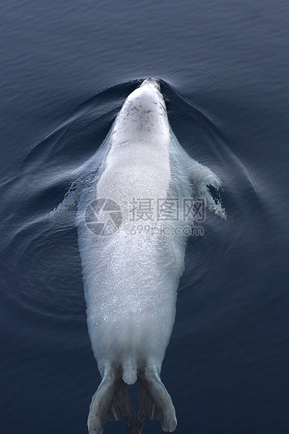 韦德尔海豹莱通尼肖多克野生动物哺乳动物冻结海豹甲虫动物游泳图片