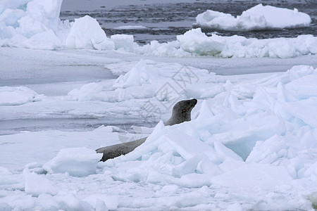 韦德尔海豹莱通尼肖多克冻结甲虫哺乳动物游泳动物海豹野生动物图片