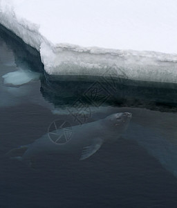 韦德尔海豹南极洲冻结的高清图片