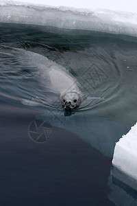 韦德尔海豹莱通尼肖多克冻结海豹哺乳动物动物野生动物游泳甲虫图片