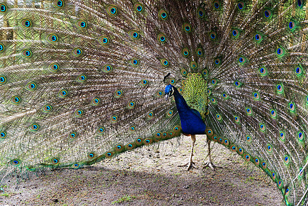 蓝孔雀仪式蓝色男性动物尾巴脖子羽毛图片