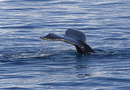 座背的反面新星哺乳动物冒险海洋大翅目座头鲸旅行图片