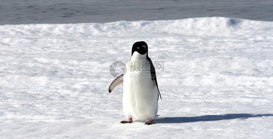 Adelie企鹅野生动物动物冻结图片