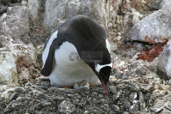 鸟巢中的企鹅金图野生动物图片