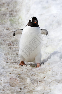 Gentoo 企鹅金图野生动物图片