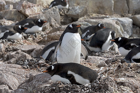 Gentoo 企鹅野生动物金图图片