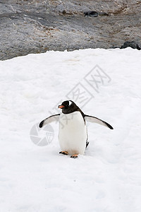 Gentoo 企鹅野生动物金图图片
