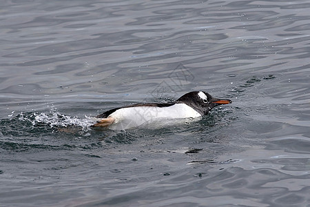 Gentoo 企鹅金图野生动物图片