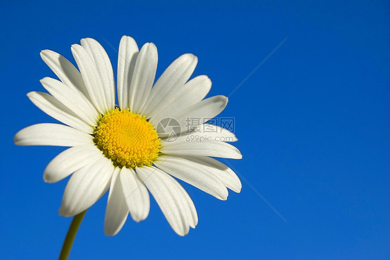 黛西花店花园蜂蜜明信片花束宏观庆典植物太阳美丽图片