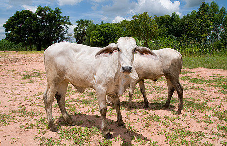 泰国东北部的两头亚洲奶牛图片