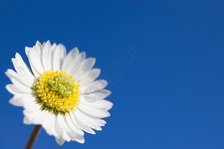 鲜花美丽花瓣叶子公园阳光蓝色花粉天空蜜蜂边界图片