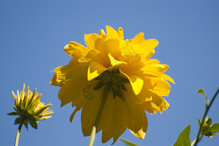 向日向向日葵天空阳光花束花园公园叶子花粉植物太阳图片