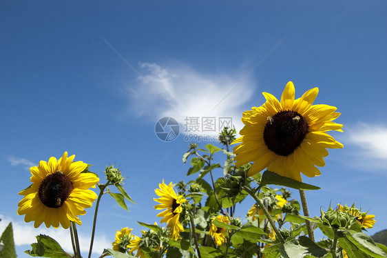 向日向植物花园天空妈妈花束宏观蓝色边界阳光叶子图片