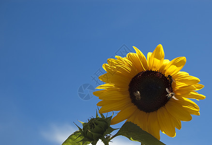 向日向阳光叶子花店生长宏观太阳花束植物庆典向日葵图片
