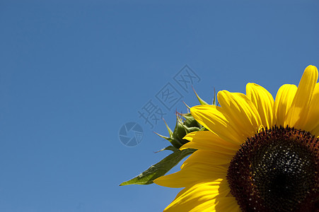 向日向花园太阳花粉公园美丽向日葵花店植物庆典阳光图片