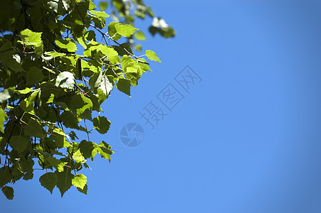 叶子太阳阳光晴天木头草地天空植物学分支机构森林牧场图片