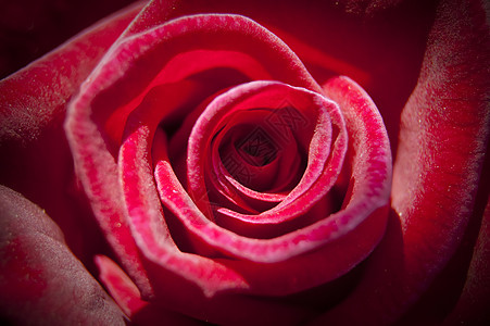 玫瑰花园植物群圆圈园艺花瓣圆形红色宏观雄蕊种子图片