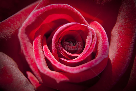 玫瑰花园植物群圆圈园艺花瓣圆形红色宏观雄蕊种子图片