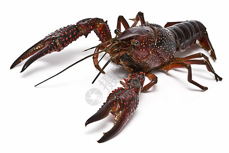 红龙虾产品剪辑钓鱼美食野生动物尿酸摄影害虫宏观龙虾图片
